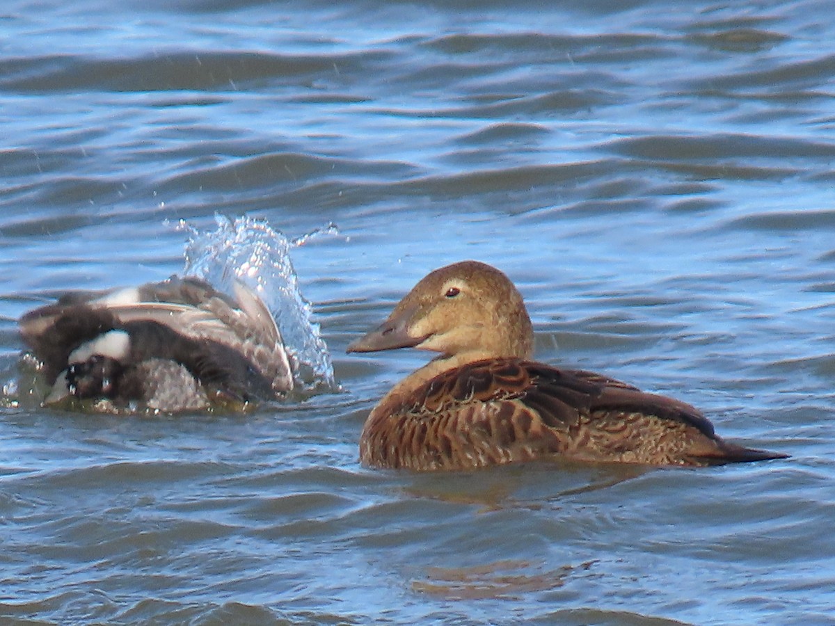 King Eider - ML645295304