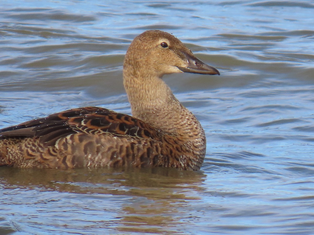 King Eider - ML645295305
