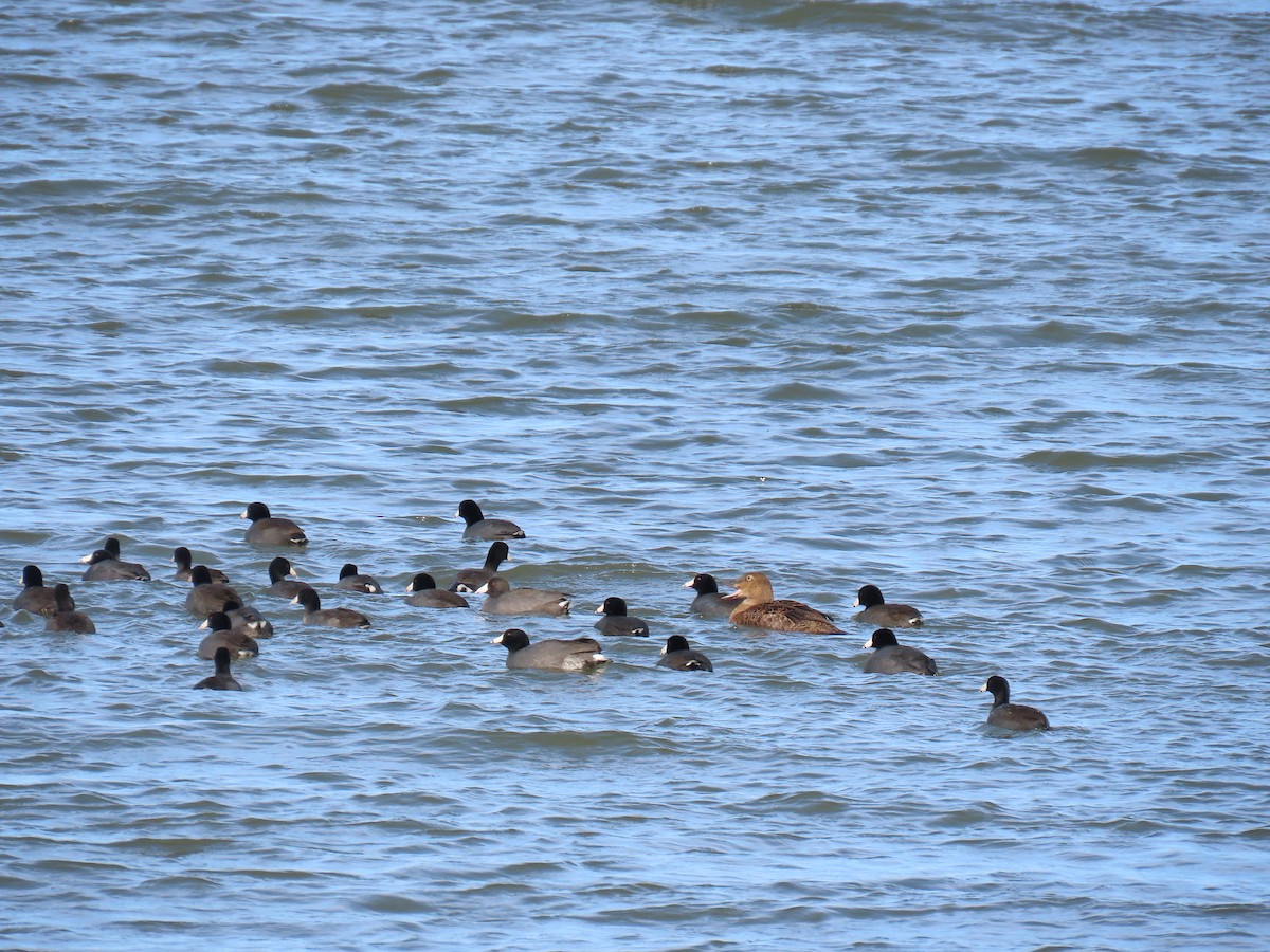 King Eider - ML645295306