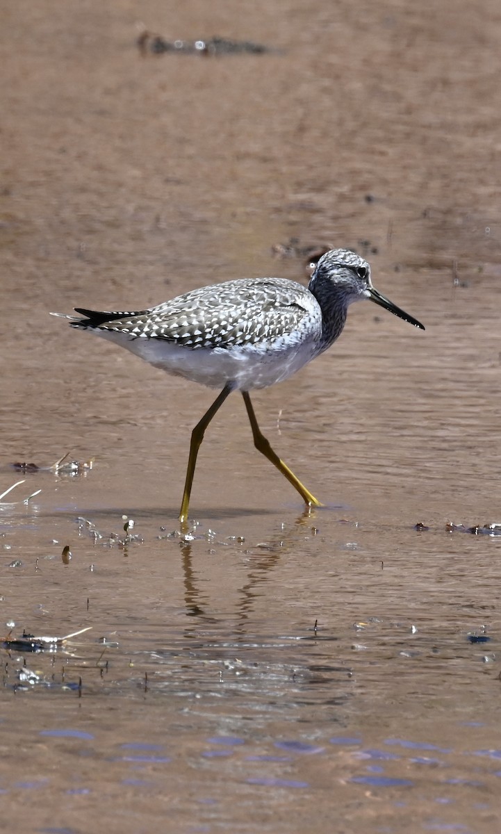 Greater Yellowlegs - ML645295310