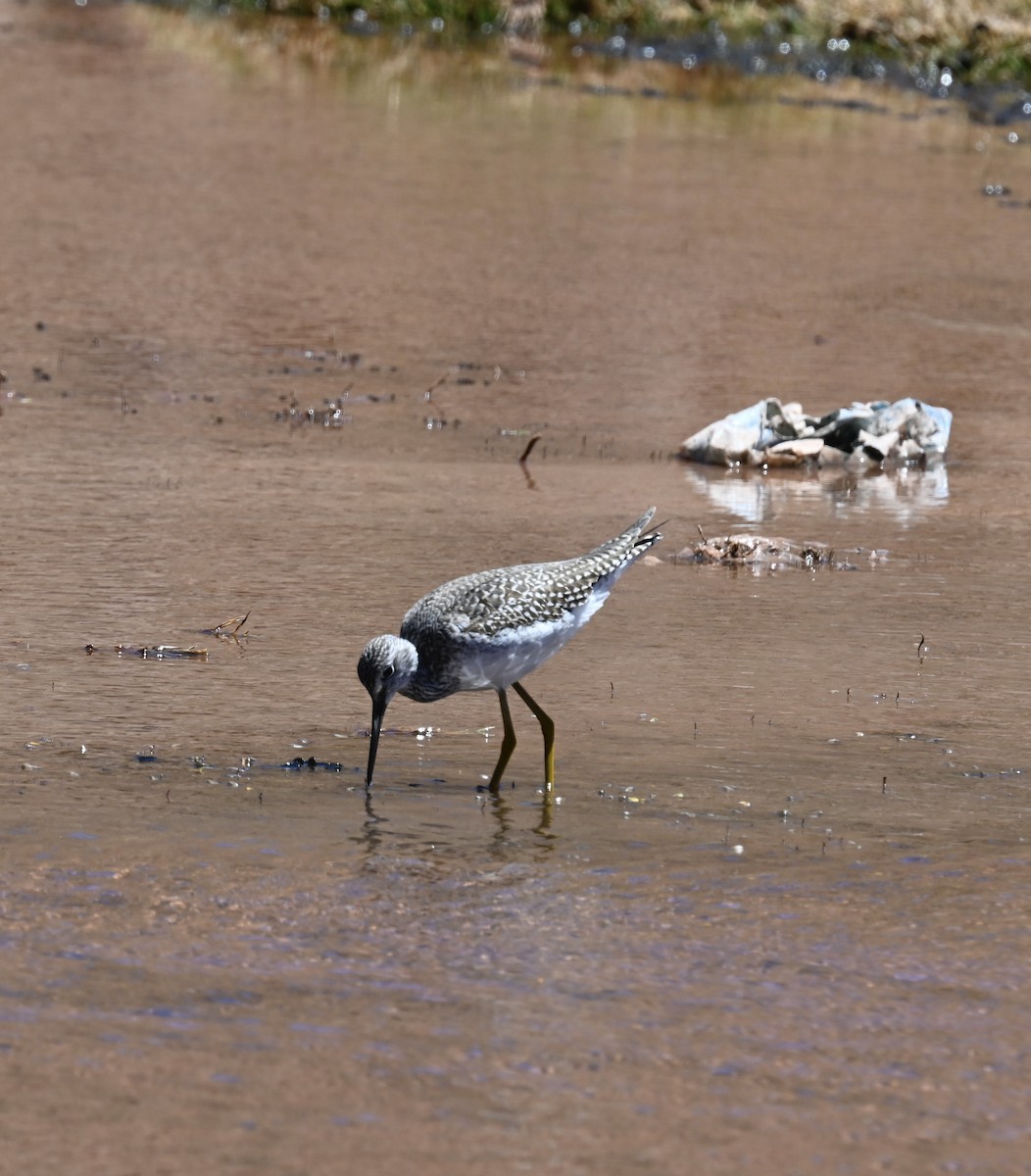 Greater Yellowlegs - ML645295311
