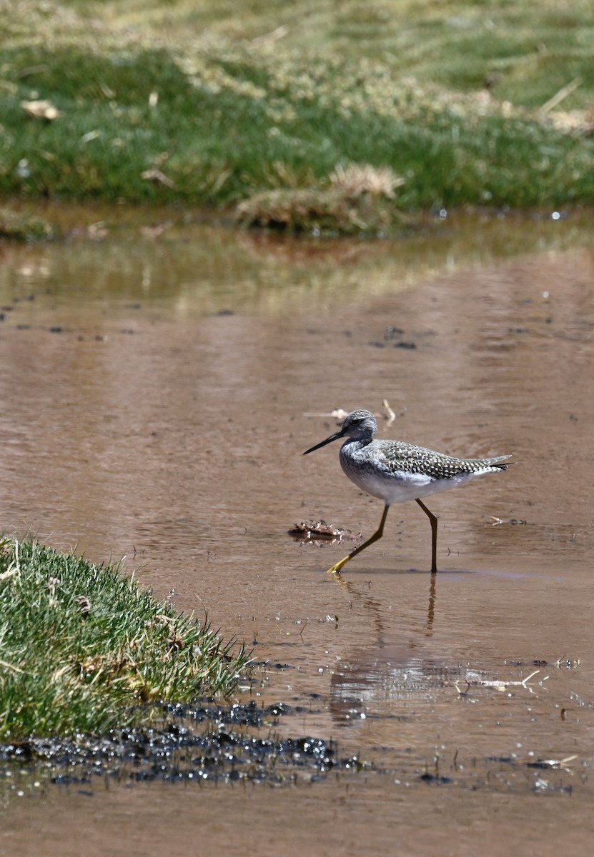 Greater Yellowlegs - ML645295312