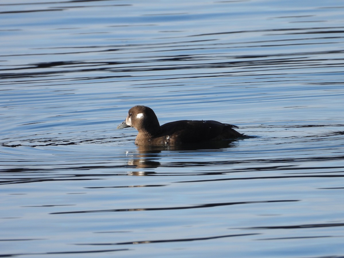 Harlequin Duck - ML645295316