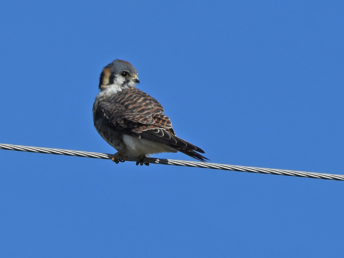American Kestrel - ML645295322