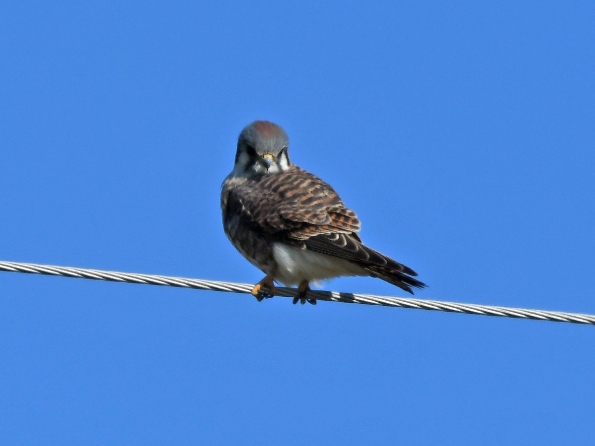 American Kestrel - ML645295323