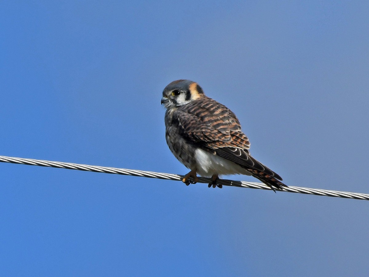 American Kestrel - ML645295324