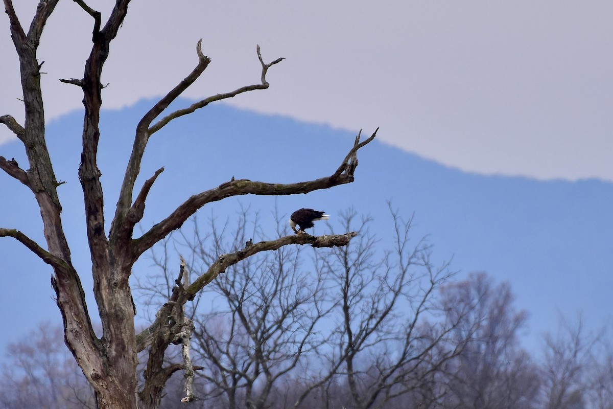 ハクトウワシ - ML645295328