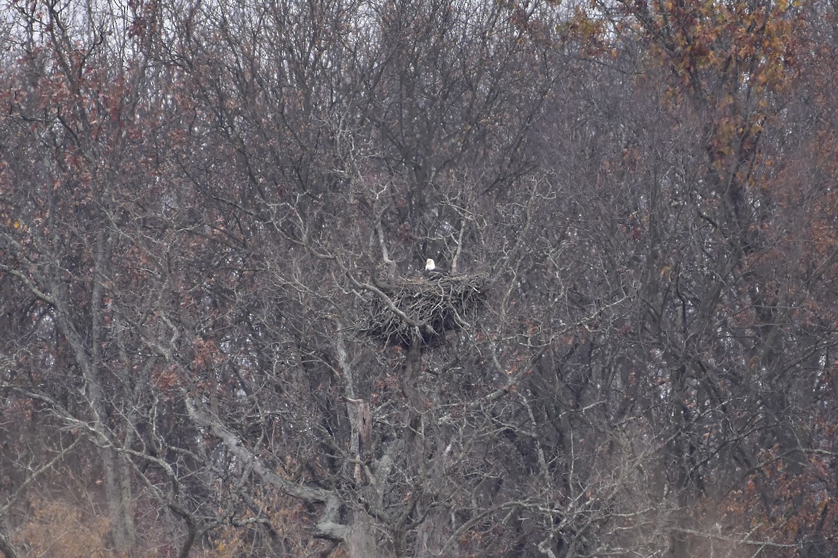 ハクトウワシ - ML645295329