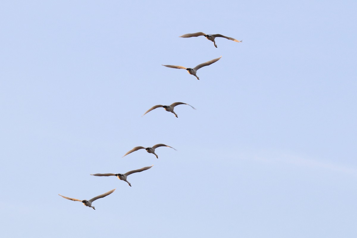 コハクチョウ - ML645295340