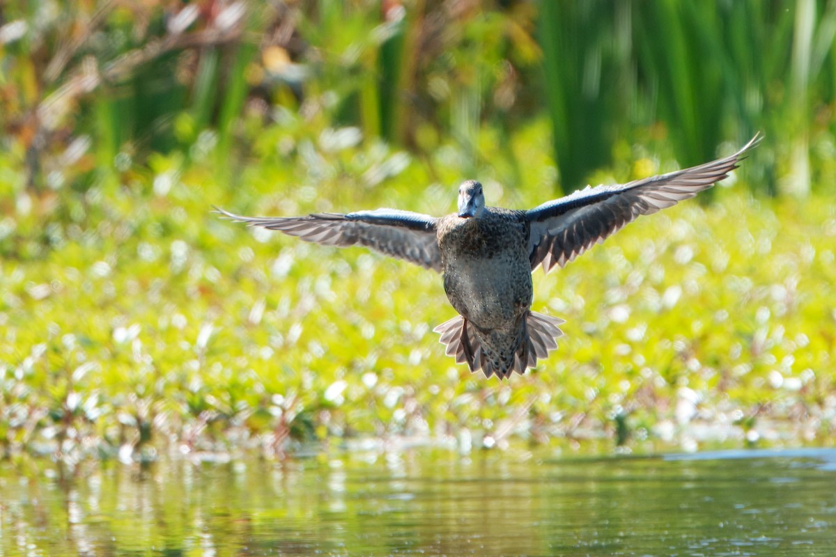 Blue-winged Teal - ML645295341