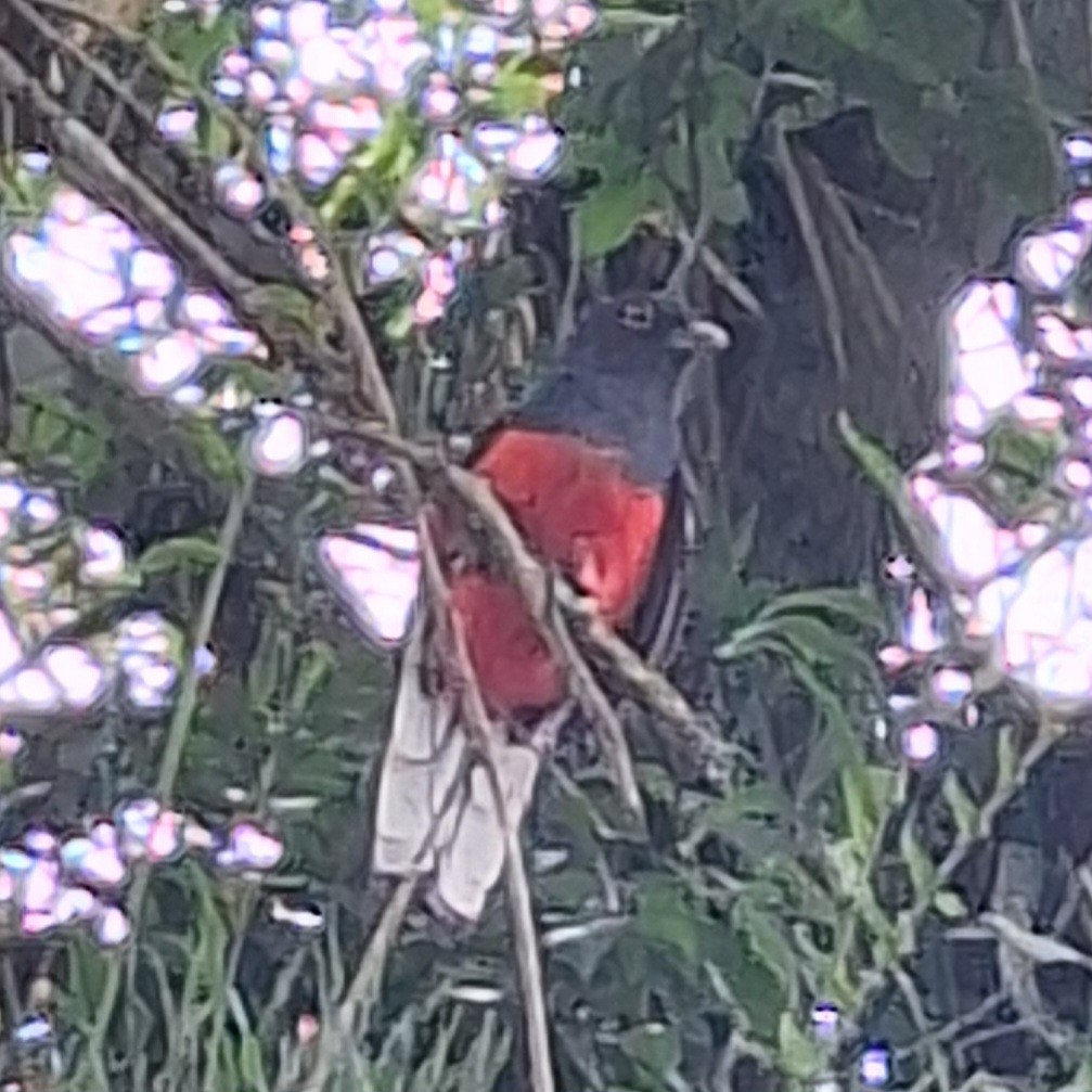 Surucua Trogon - ML645295358