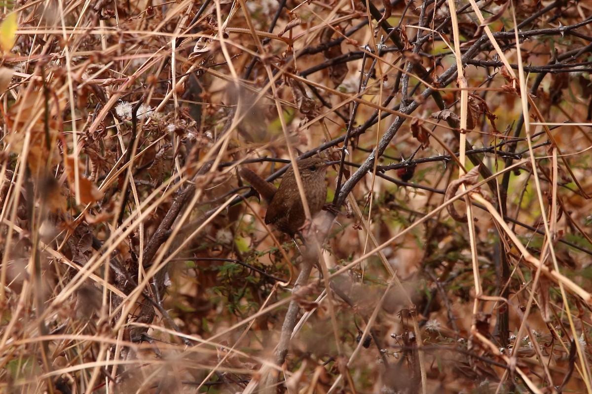 フユミソサザイ - ML645295359