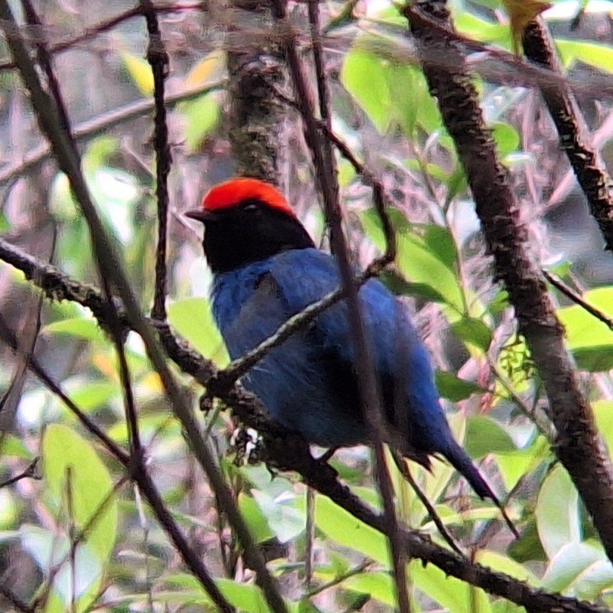 Swallow-tailed Manakin - ML645295369
