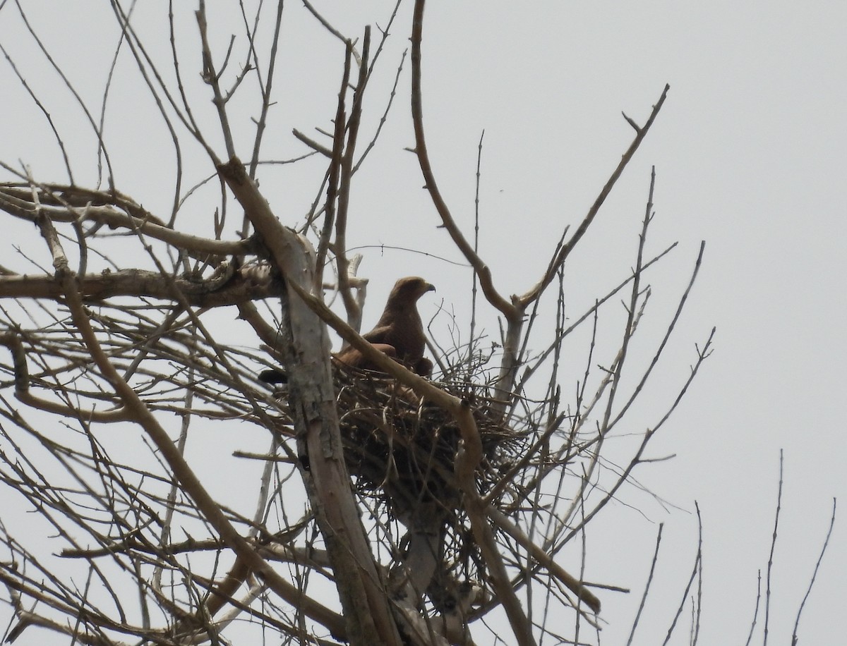 Саванный крабоед - ML645295377