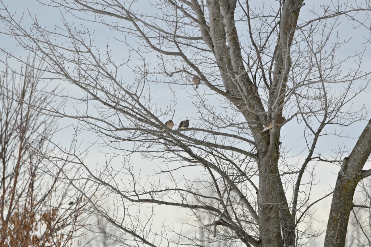 Mourning Dove - ML645295378