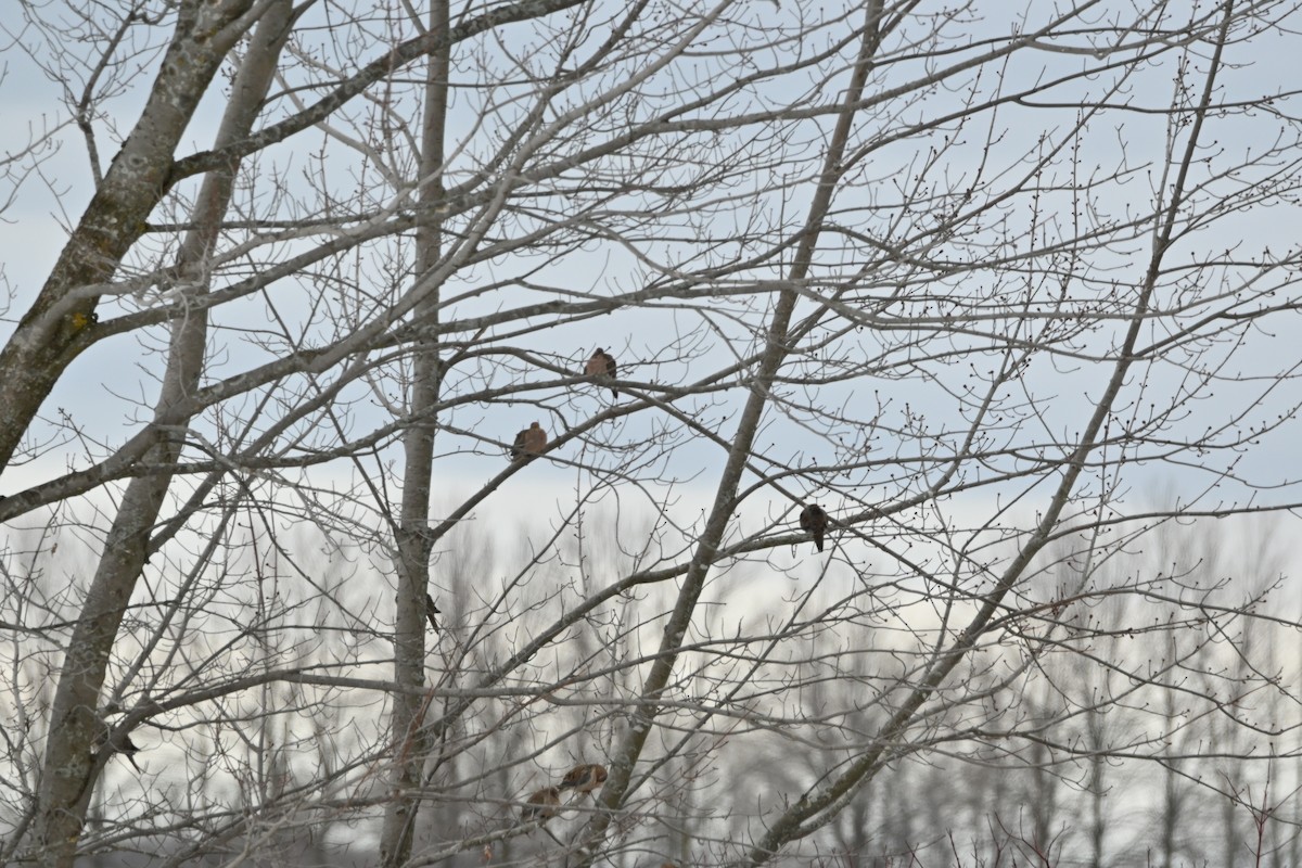 Mourning Dove - ML645295380