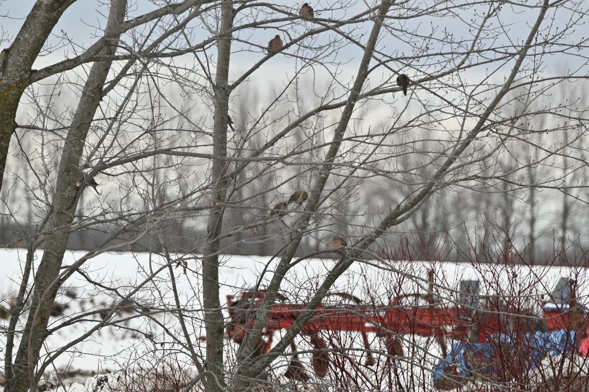 Mourning Dove - ML645295382