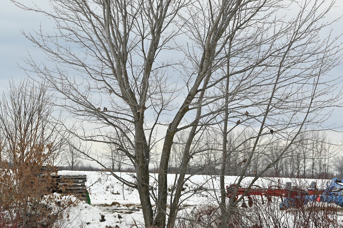 Mourning Dove - ML645295383