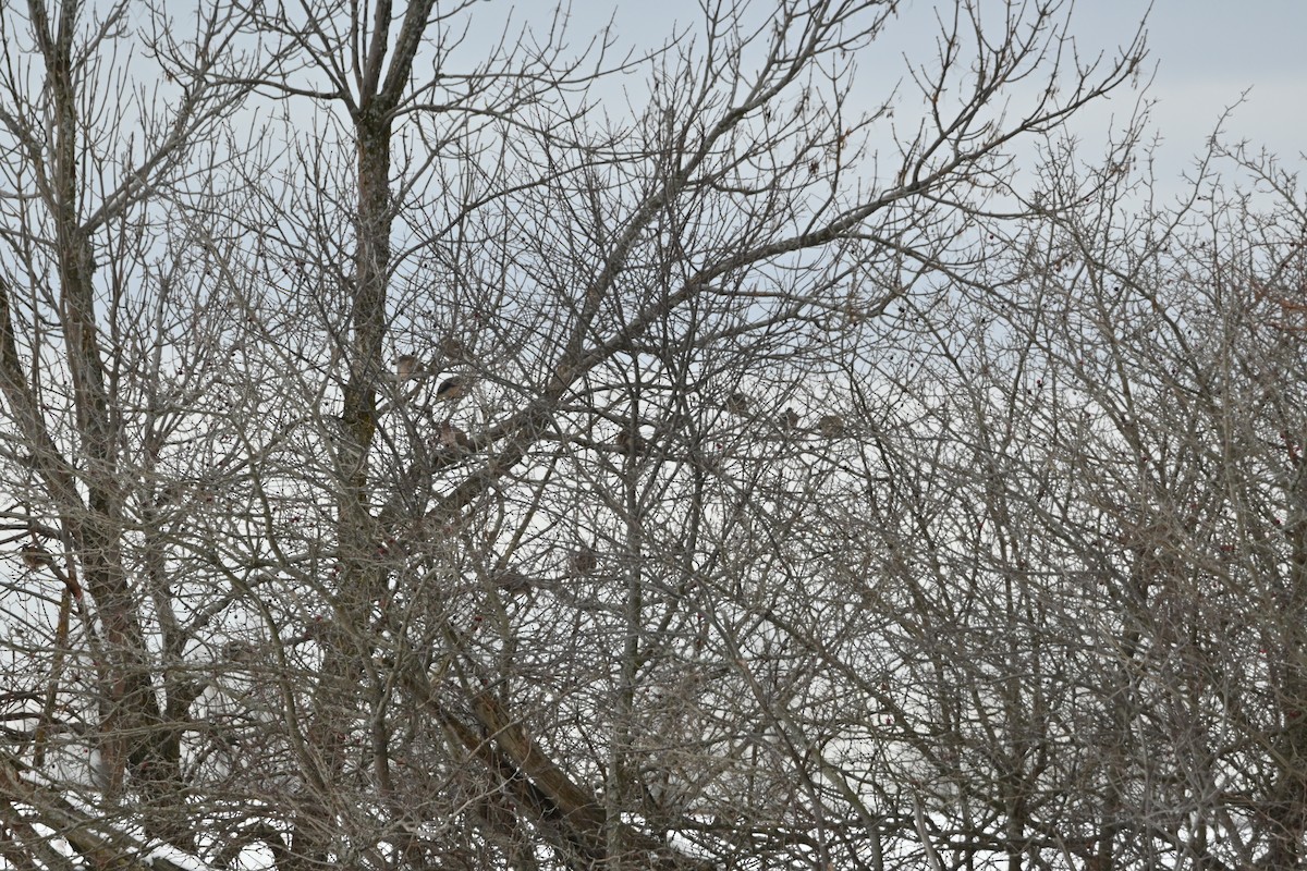 Mourning Dove - ML645295385