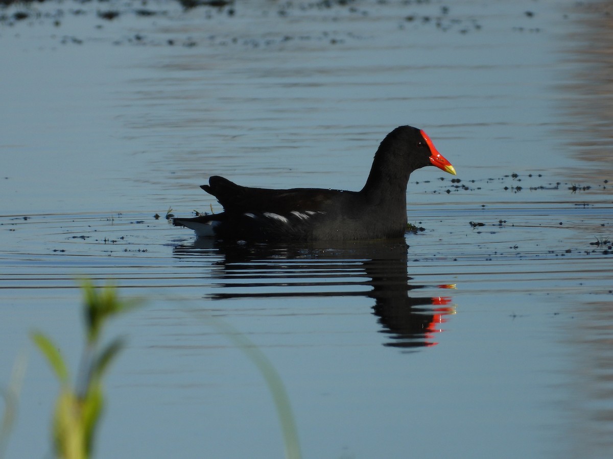 Gallinule d'Amérique - ML645295395