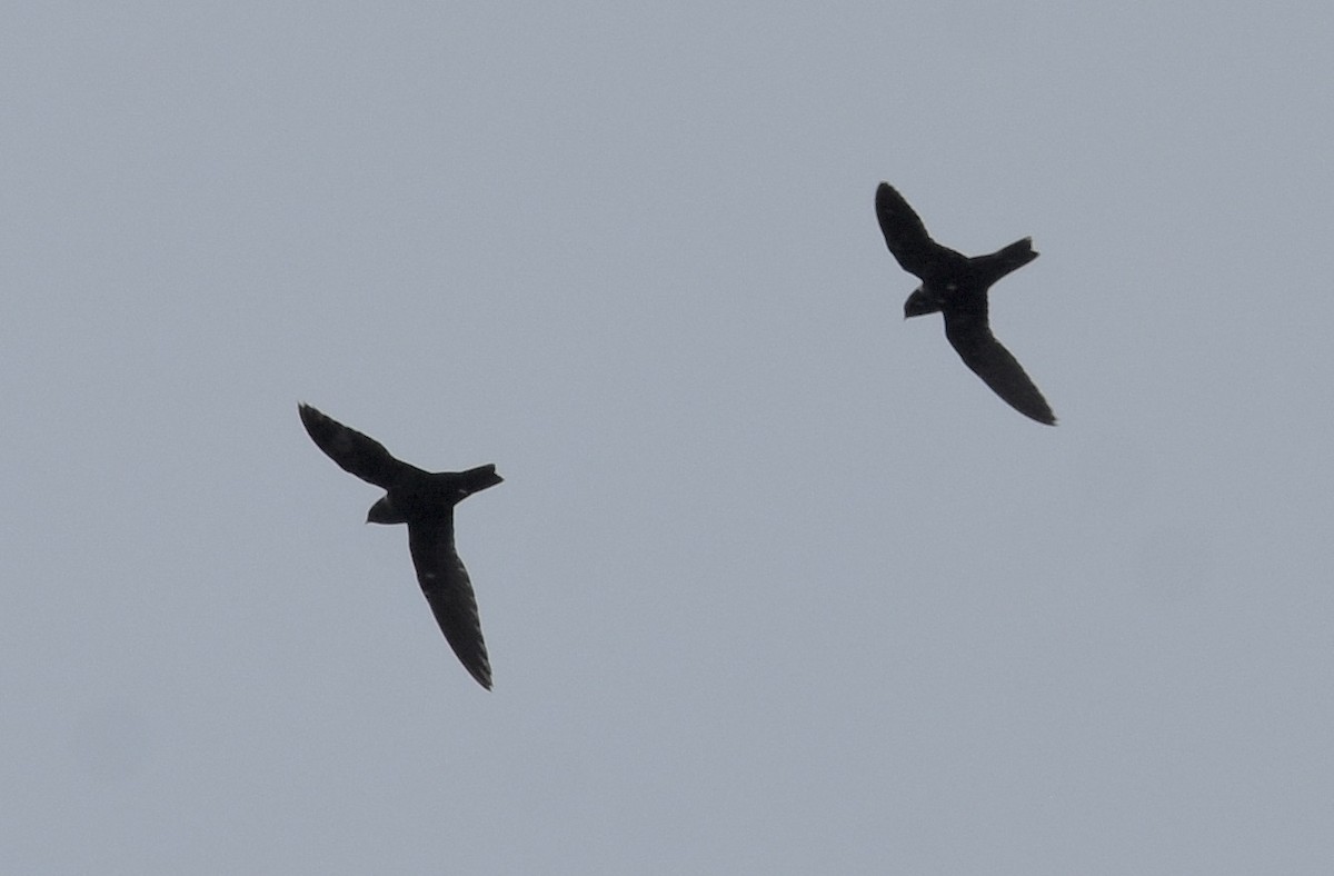 White-collared Swift - ML645295396