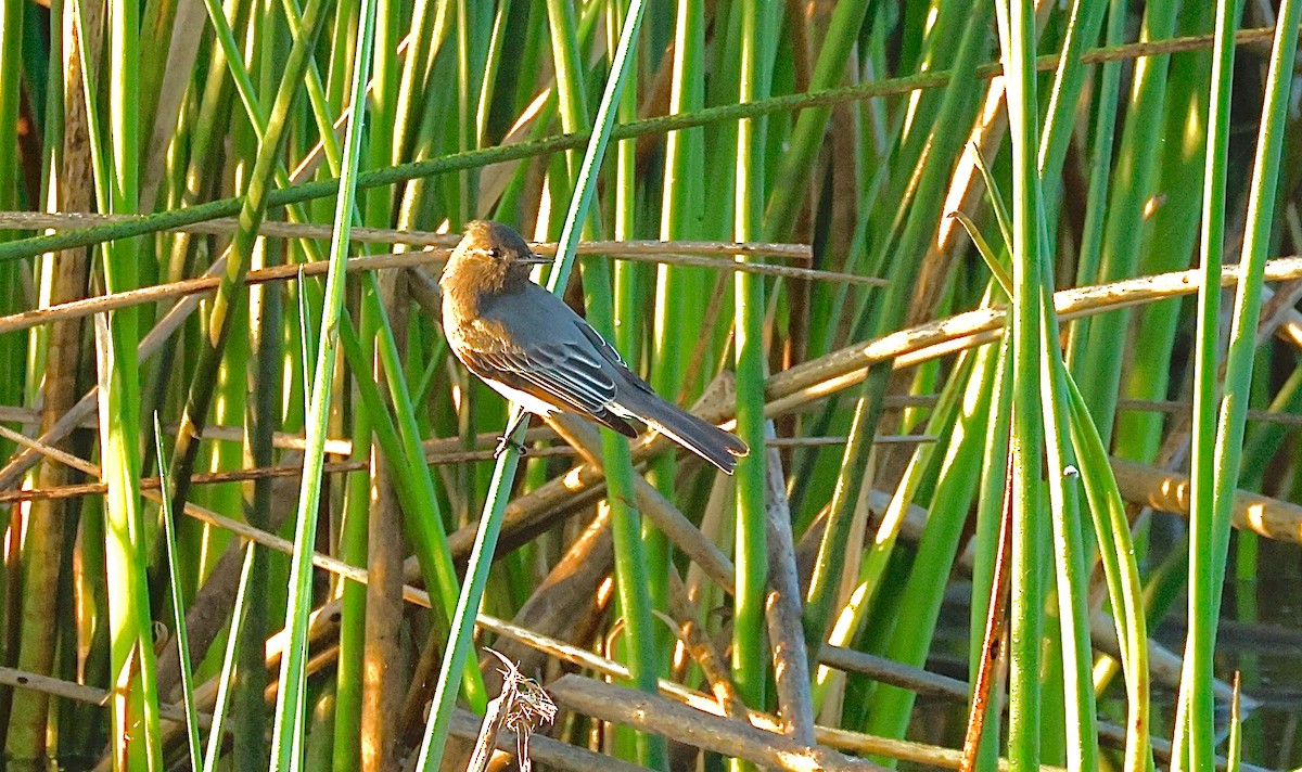 Black Phoebe - ML645295397