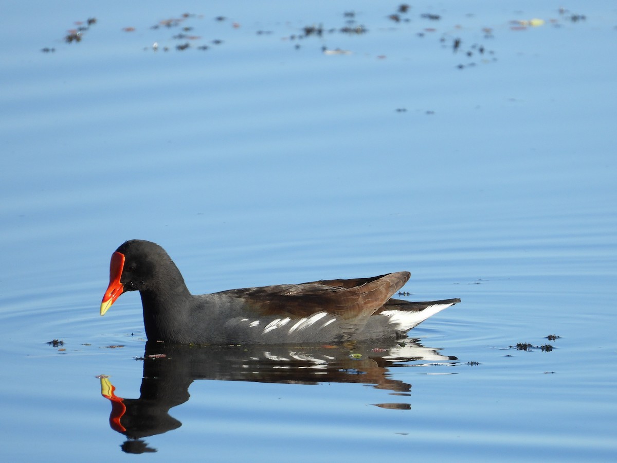 Gallinule d'Amérique - ML645295405