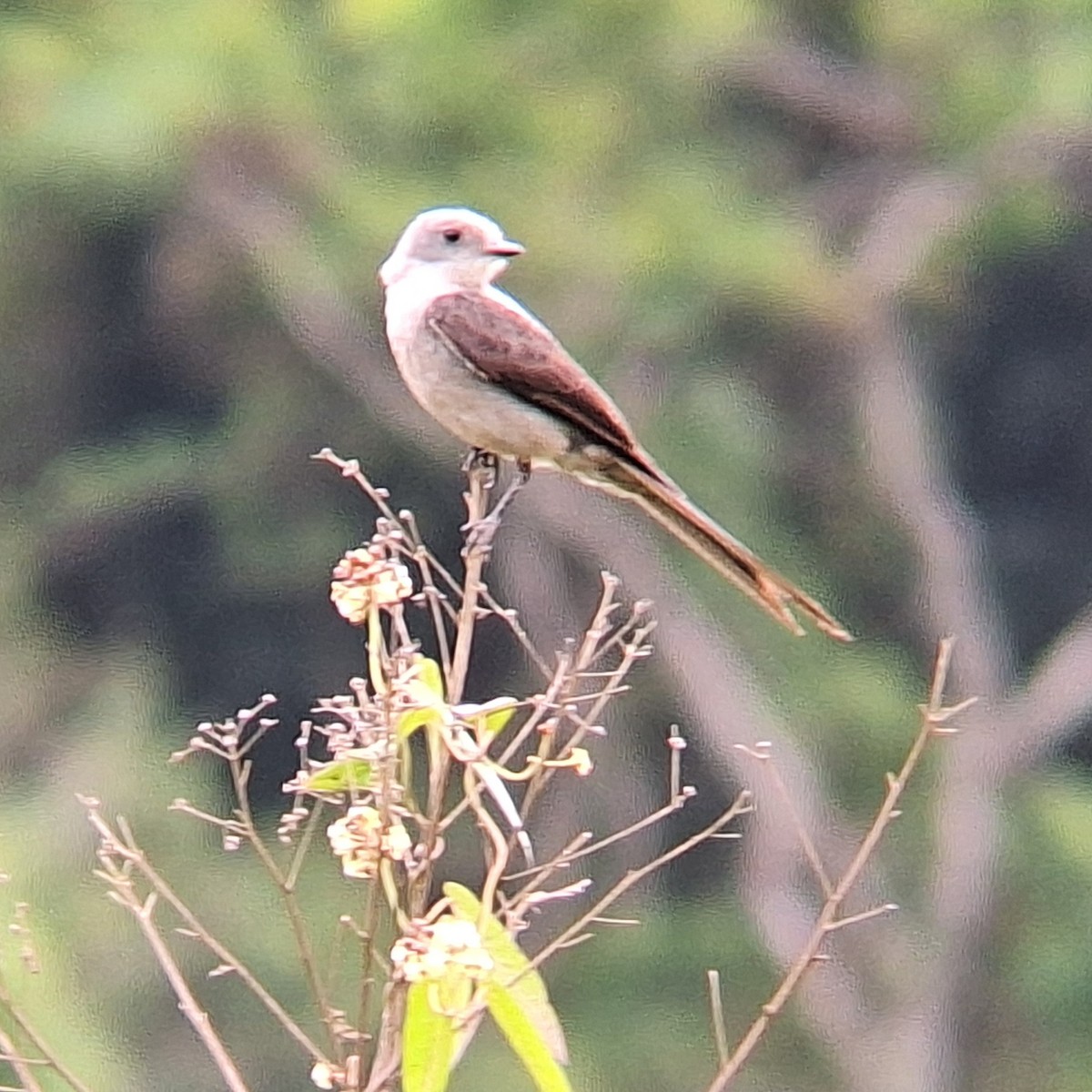 Shear-tailed Gray Tyrant - ML645295406