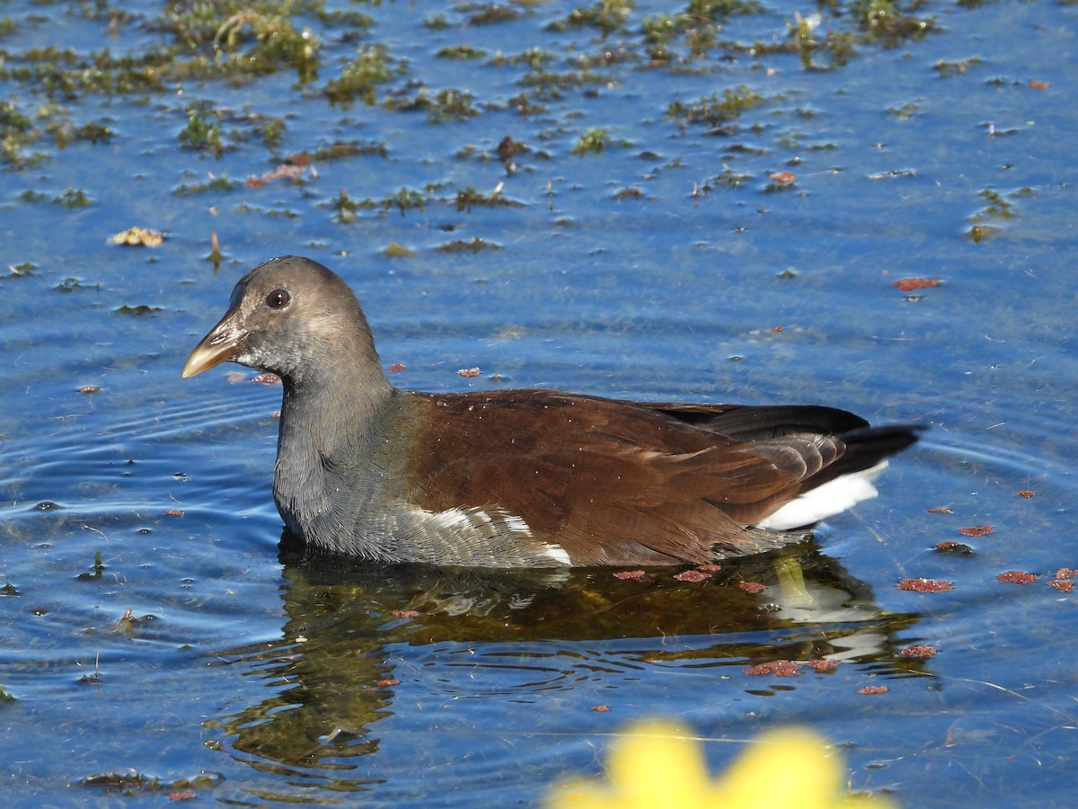 Gallinule d'Amérique - ML645295410