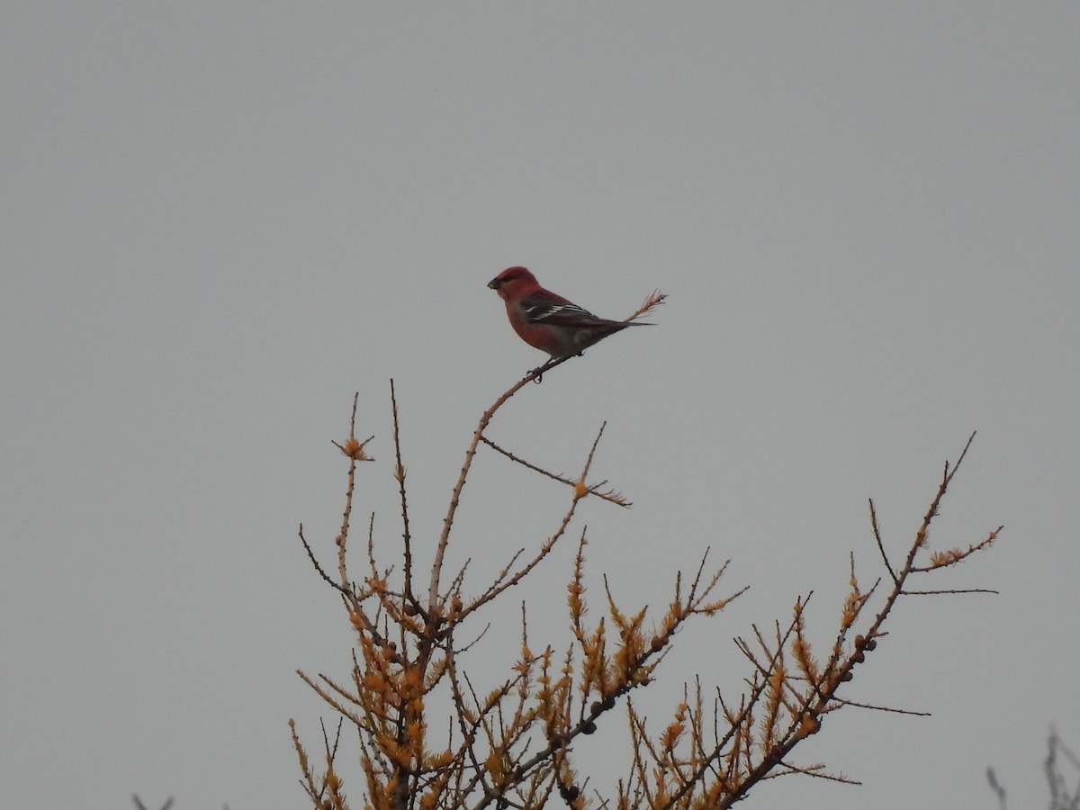 Tayga Çütresi - ML645295421