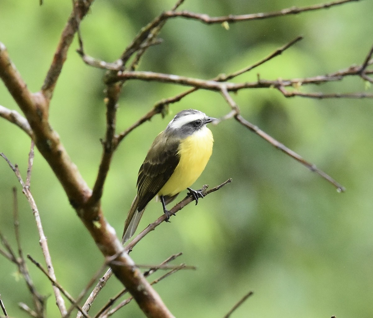 Sosyal Tiran - ML645295424