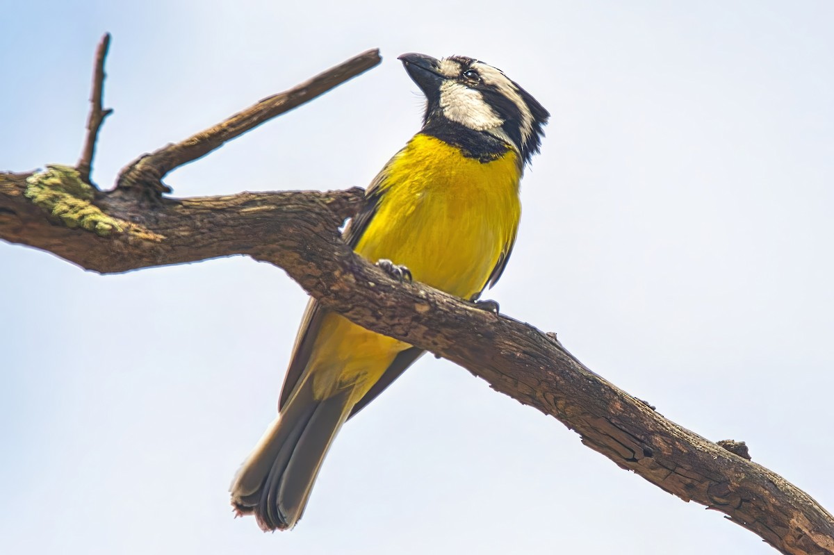 Eastern Shrike-tit - ML645295425