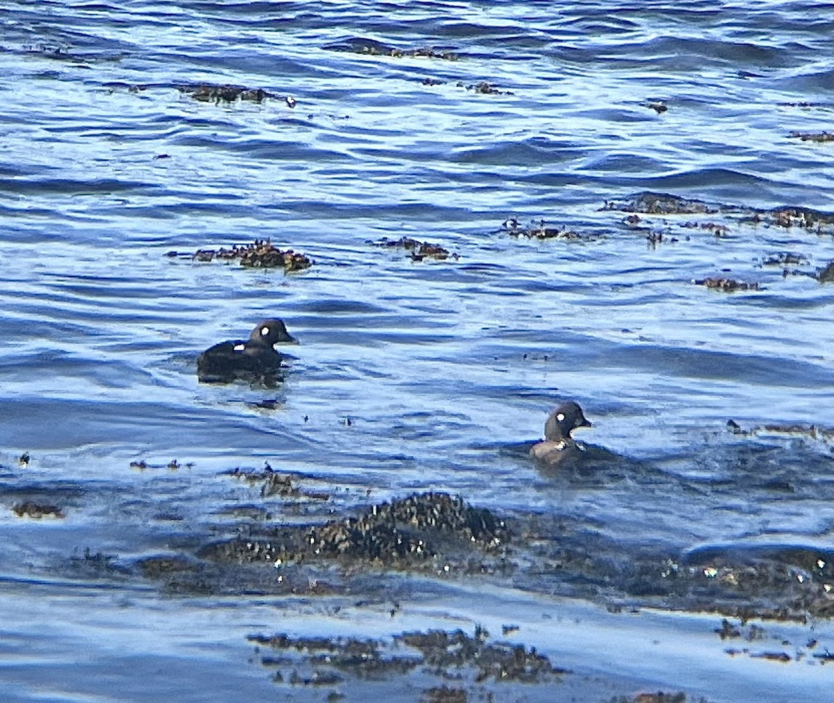 Harlequin Duck - ML645295426