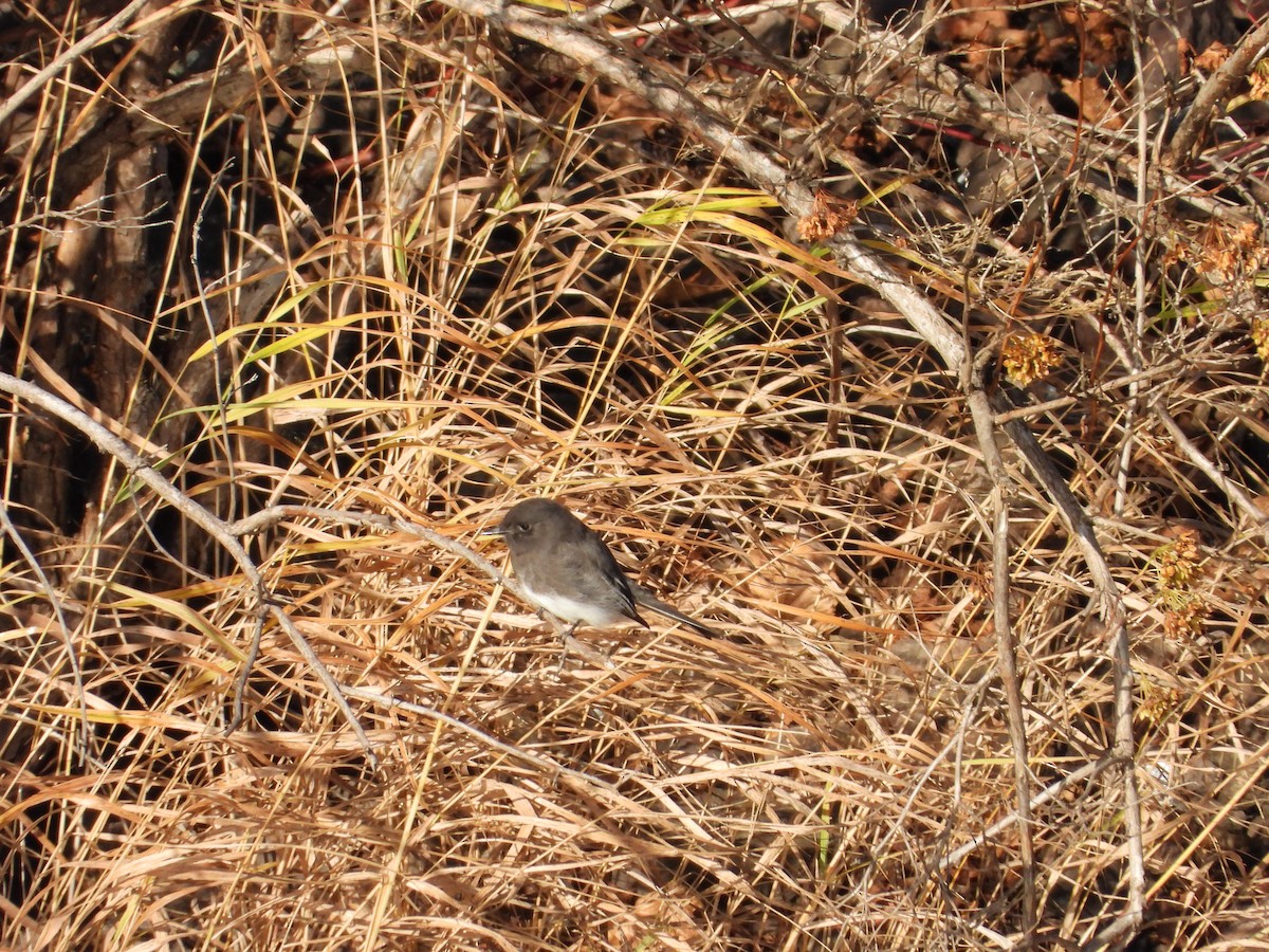 Black Phoebe - ML645295429