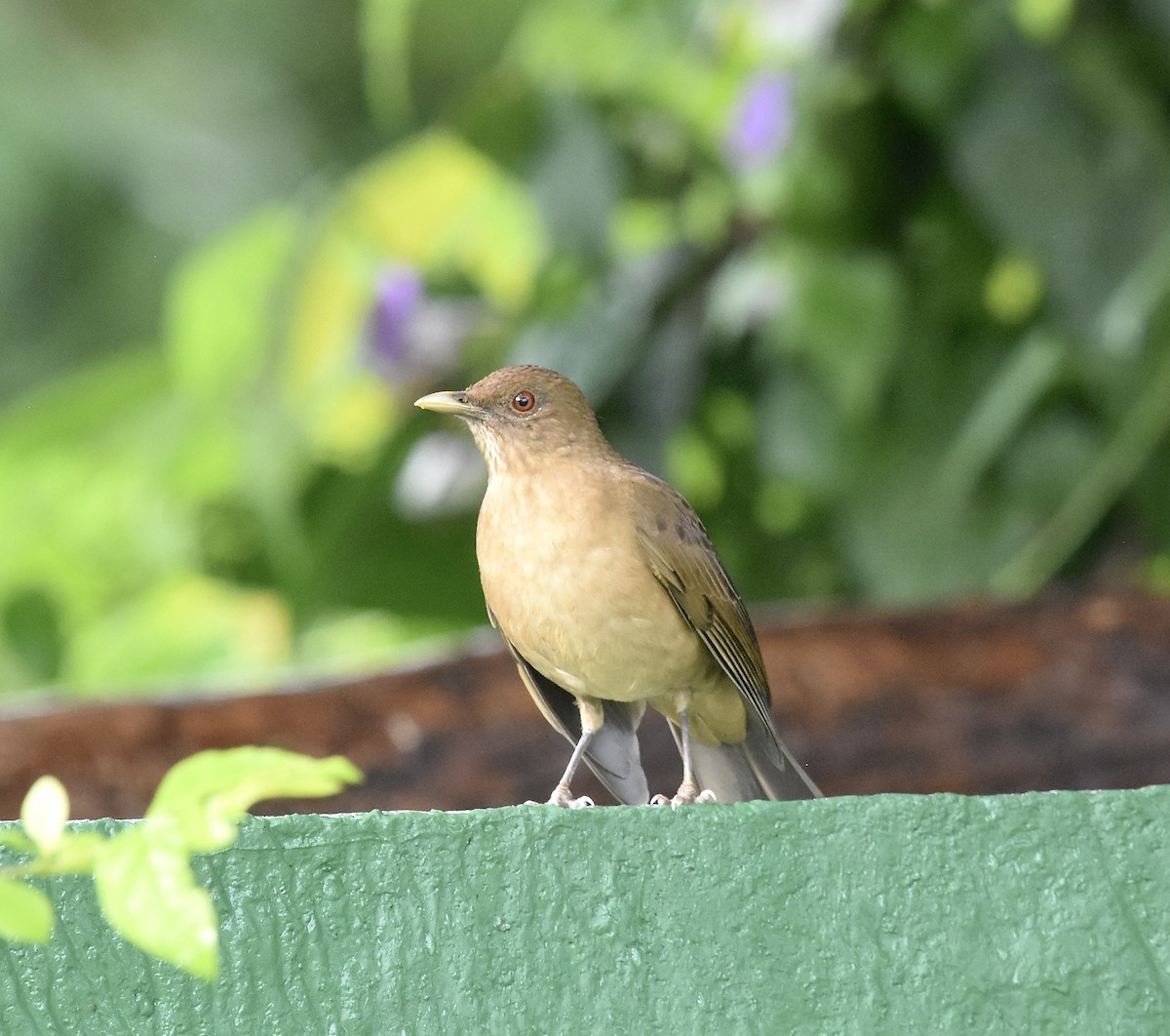 Merle fauve - ML645295430