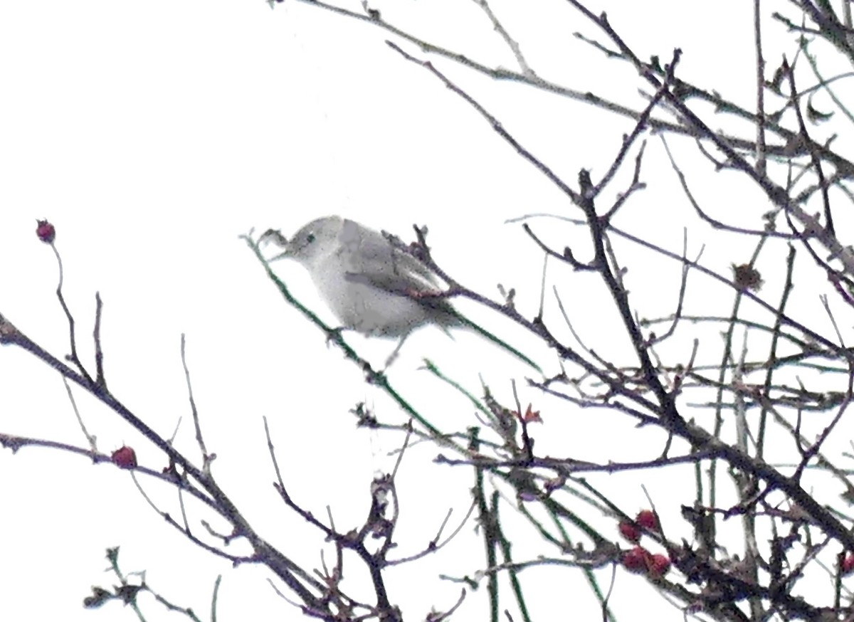 Голубая комароловка - ML645295435