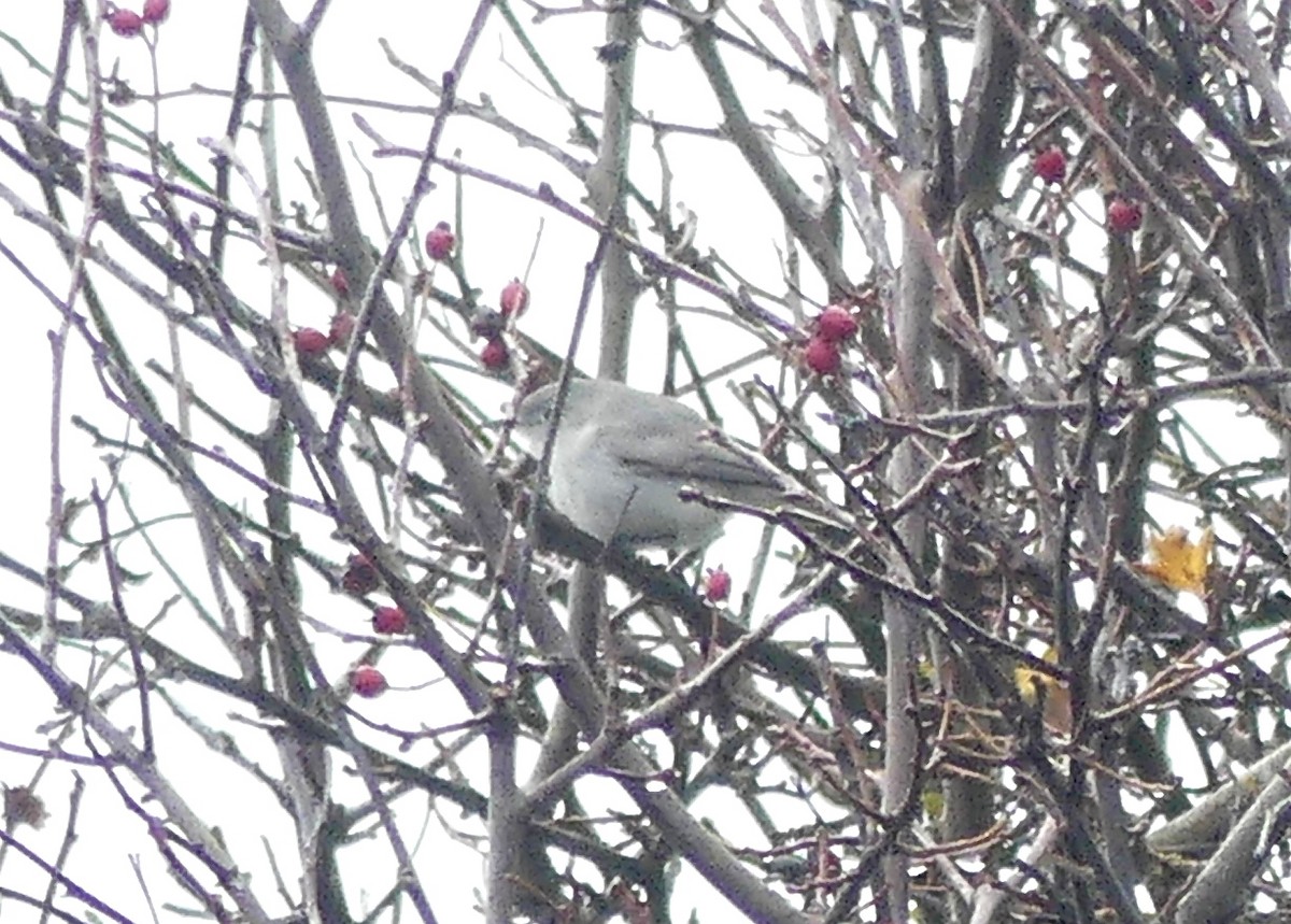 Голубая комароловка - ML645295441