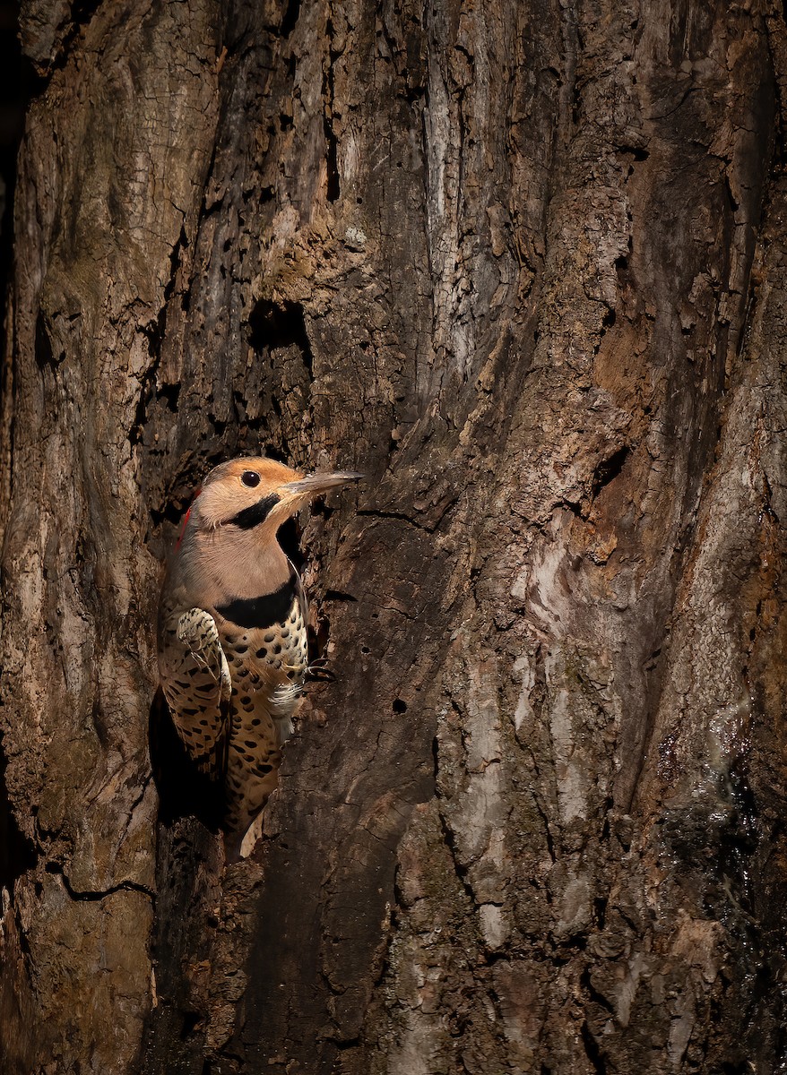 Northern Flicker - ML645295443
