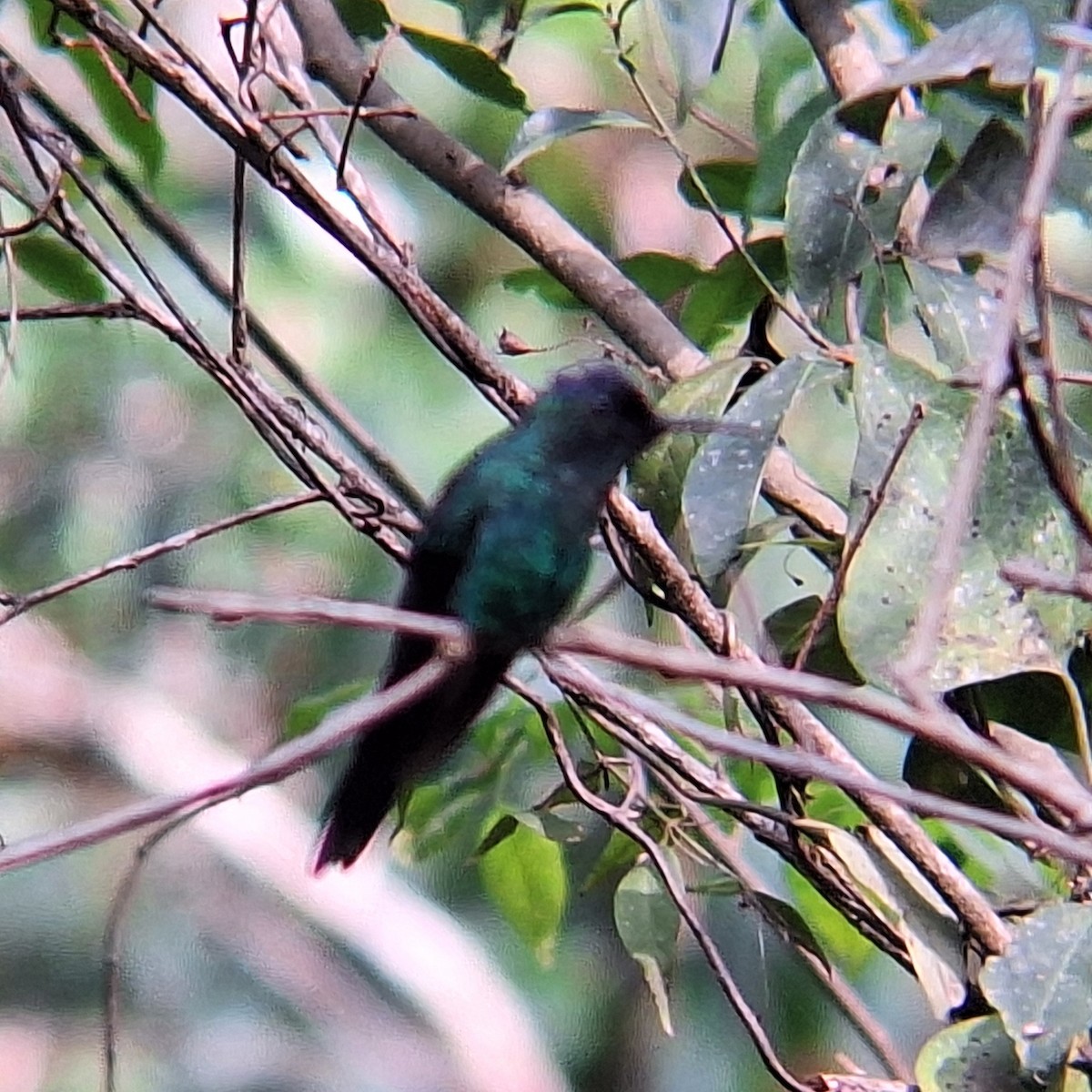 Violet-capped Woodnymph - ML645295451