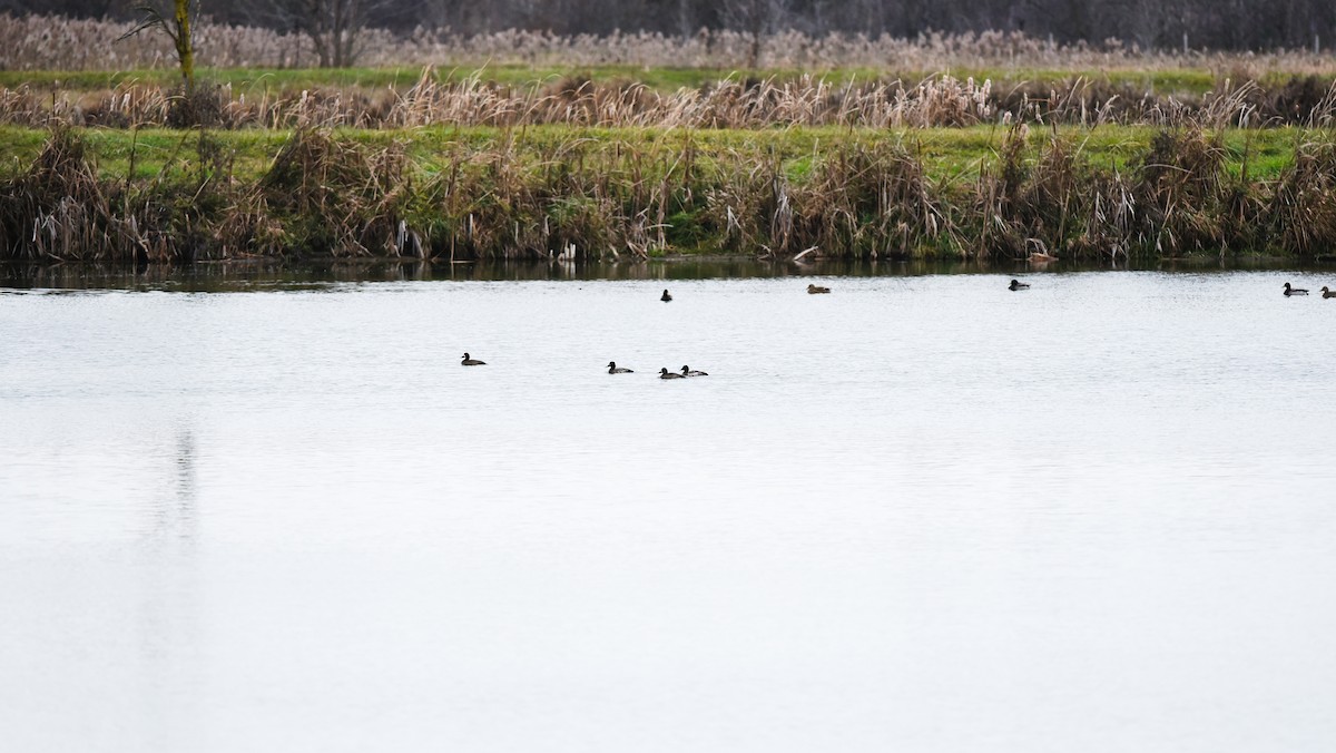 bergand - ML645295457