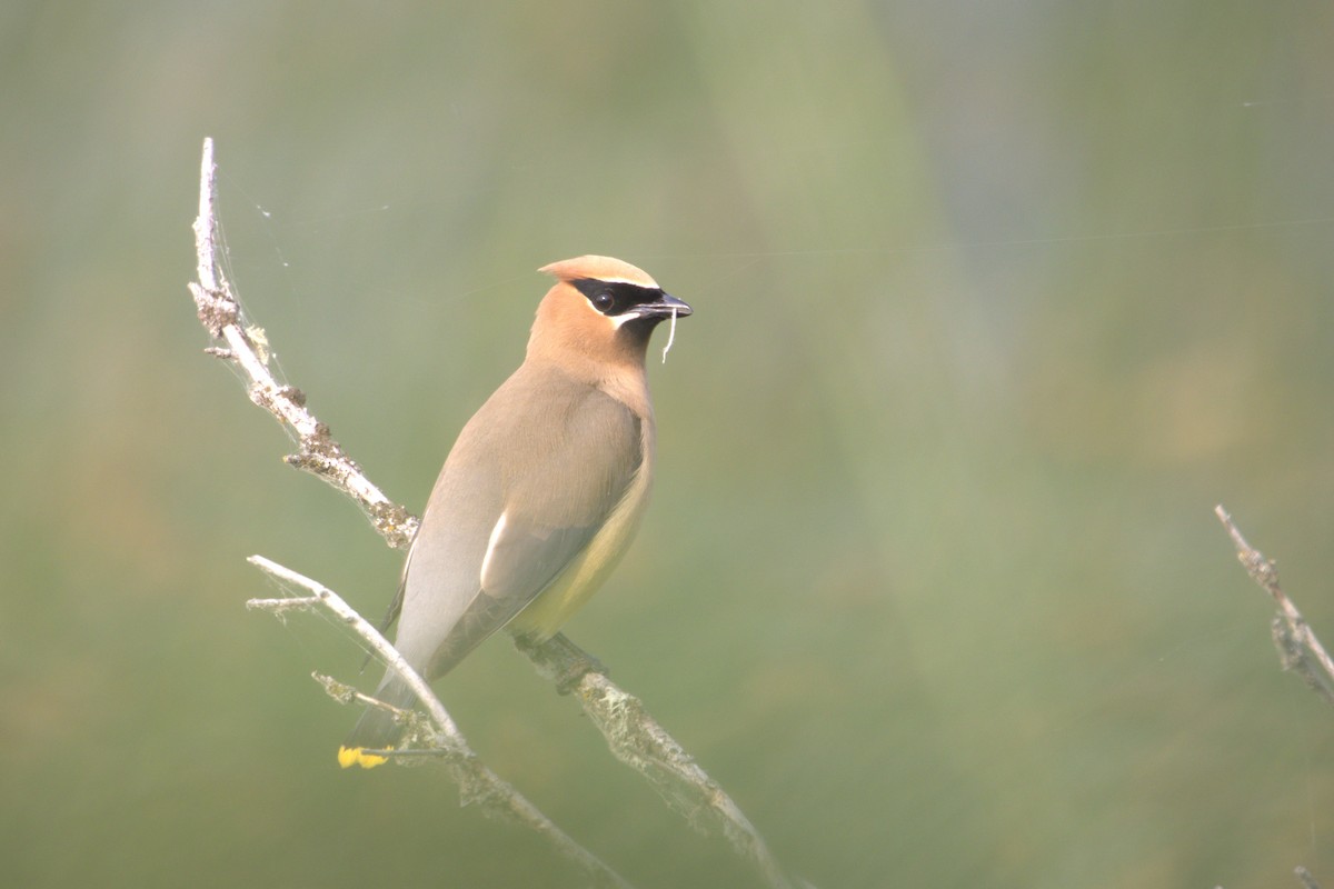 Cedar Waxwing - ML645295459