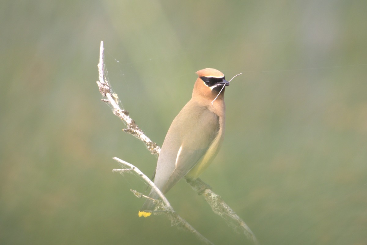 Cedar Waxwing - ML645295460