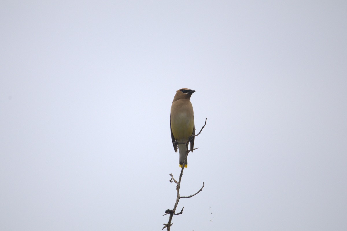 Cedar Waxwing - ML645295461