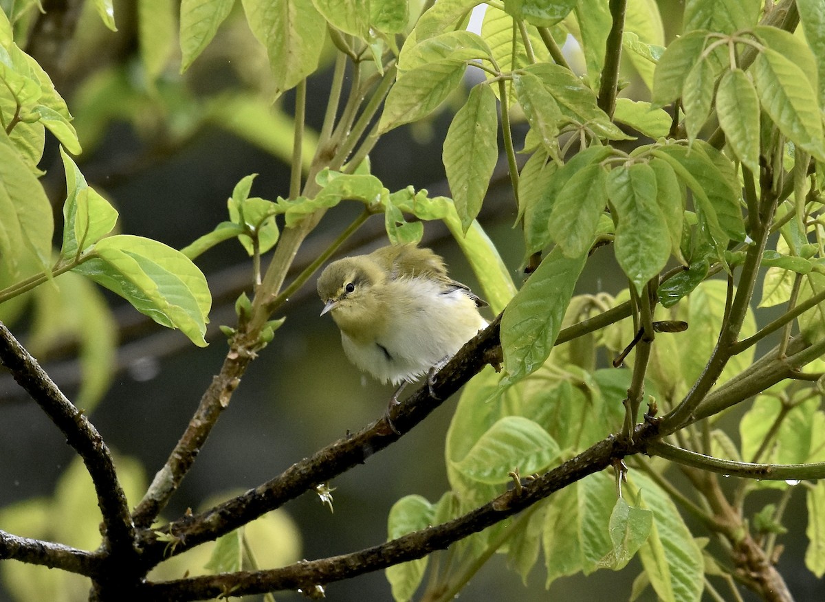 Червоїд світлобровий - ML645295463