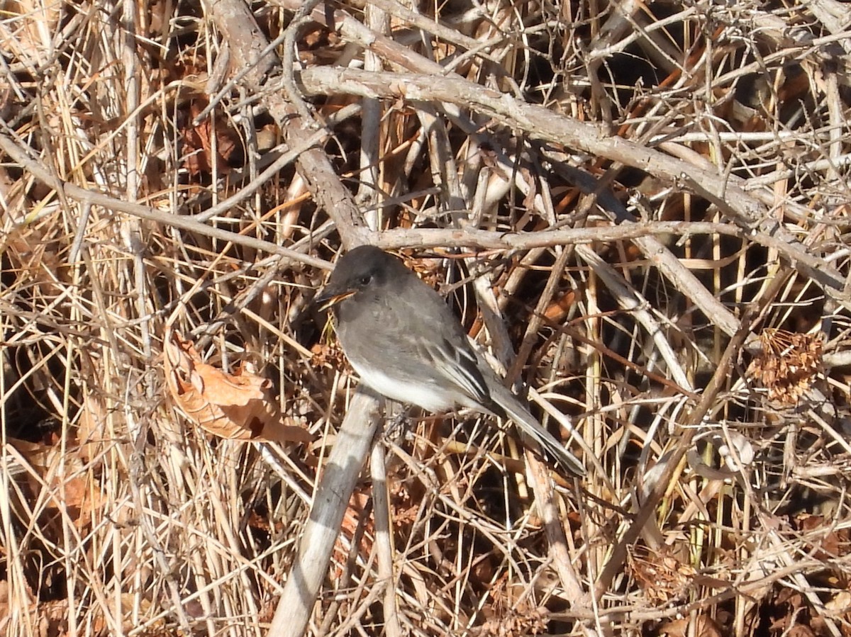 Black Phoebe - ML645295465