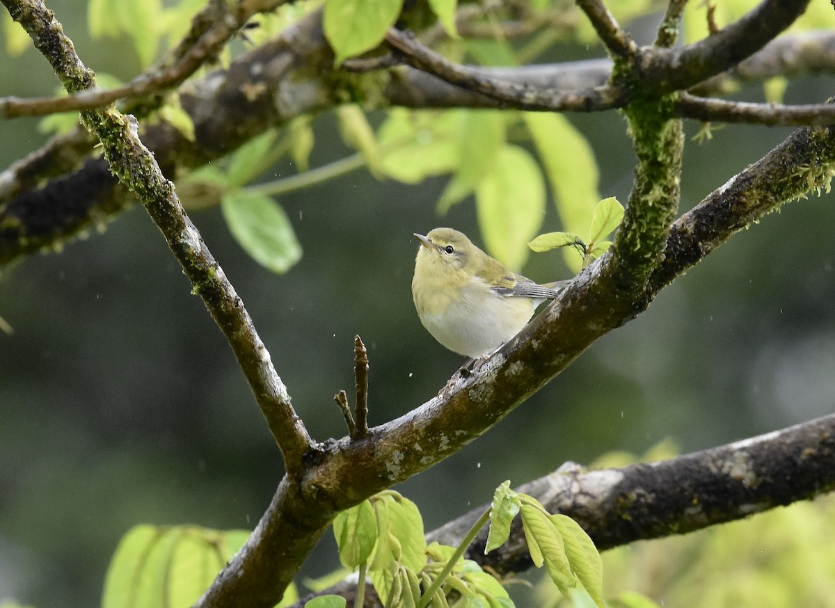 Червоїд світлобровий - ML645295473