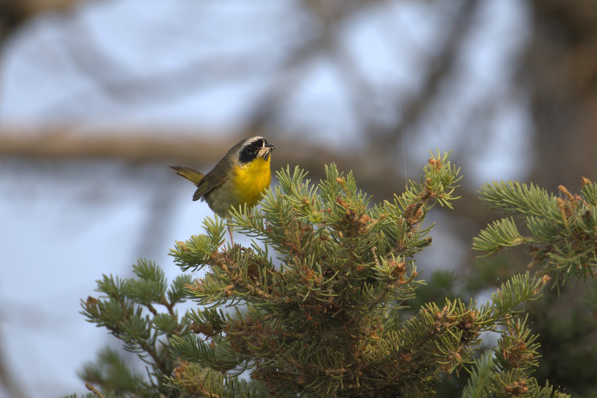 Common Yellowthroat - ML645295478