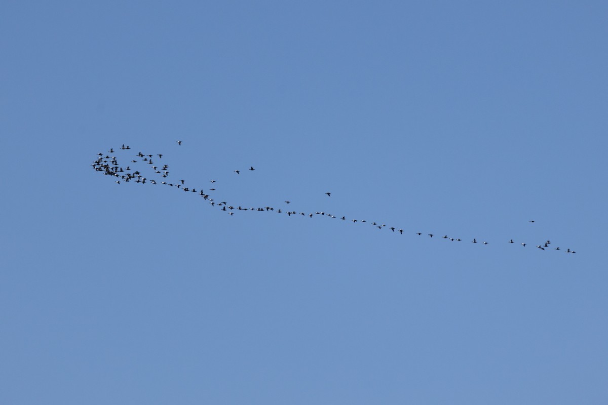 Eider arrunta - ML645295480