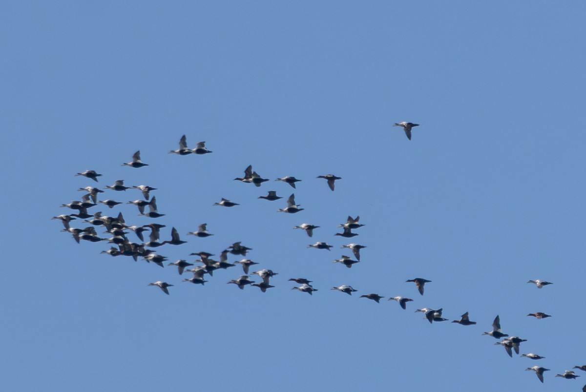 Eider arrunta - ML645295487