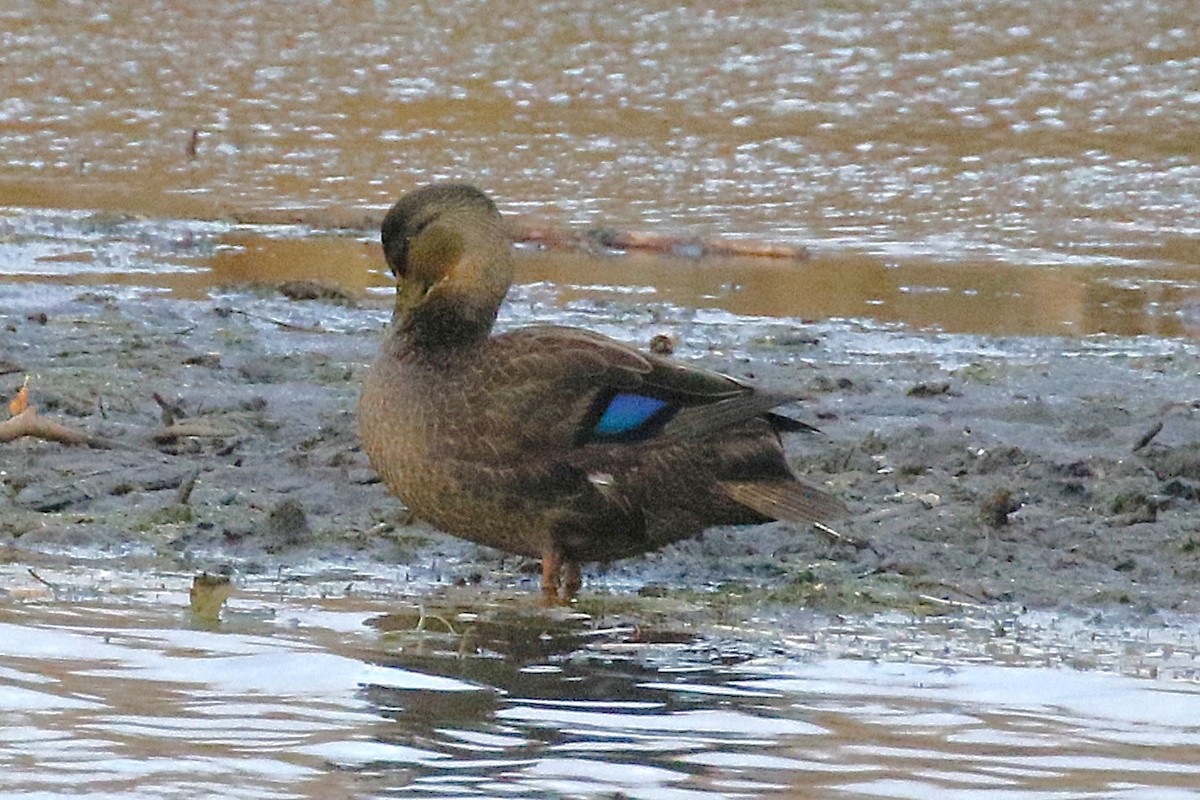 Ahate iluna - ML645295493